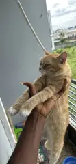 Maza Purebred Persian Kyan Dama - Shekara 1+ - 3