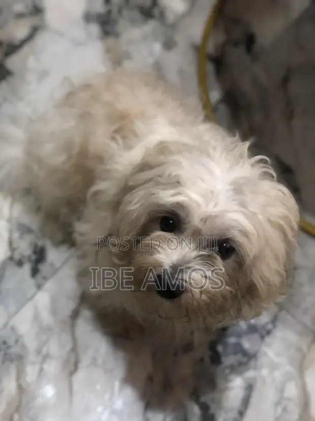 Purebred Lhasa Apso Male - 1+ Year Old - 1