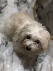 Purebred Lhasa Apso Male - 1+ Year Old - 1