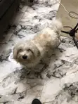 Purebred Lhasa Apso Male - 1+ Year Old - 2