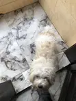 Purebred Lhasa Apso Male - 1+ Year Old - 3