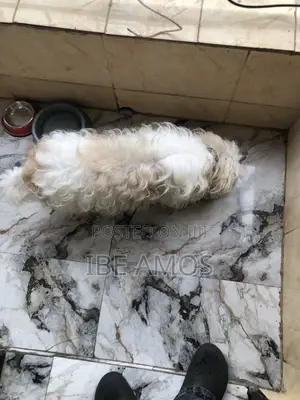 Lhasa Apso Namiji Mai Tsarki - Sama Da Shekara 1