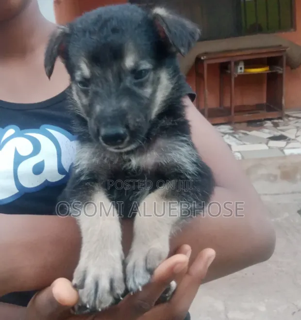 Zuriya German Shepherd Puppy (1-3 Watan) - 1