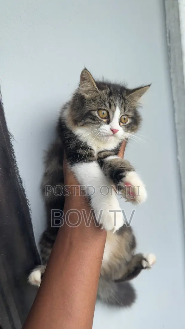 1-3 Month Male Purebred Persian Kitten - 1