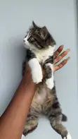 1-3 Month Male Purebred Persian Kitten - 2