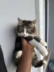 1-3 Month Male Purebred Persian Kitten - 4