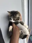 1-3 Month Male Purebred Persian Kitten - 5