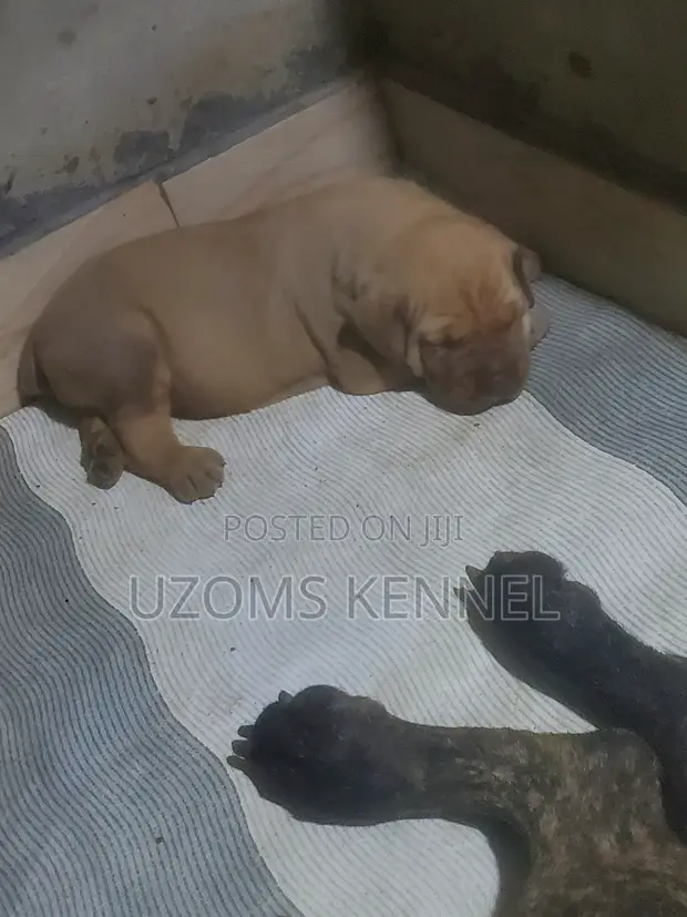 Purebred Boerboel Puppy - 1-3 Months Male - 1