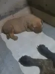 Purebred Boerboel Puppy - 1-3 Months Male - 1