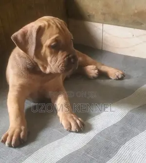 Purebred Boerboel Puppy - 1-3 Months Male