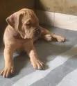 Purebred Boerboel Puppy - 1-3 Months Male - 2
