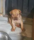 Purebred Boerboel Puppy - 1-3 Months Male - 3