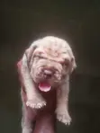 Purebred Boerboel Puppy - 1-3 Months Male - 4