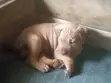 Purebred Boerboel Puppy - 1-3 Months Male - 5