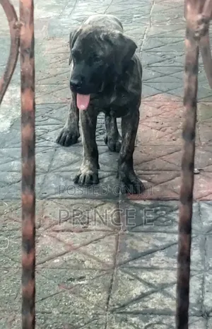 Purebred Boerboel Puppy - Male, 1-3 Months