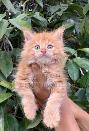 Purebred Maine Coon Kitten - 1-3 Months Old