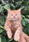 Purebred Maine Coon Kitten - 1-3 Months Old - 1