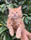 Purebred Maine Coon Kitten - 1-3 Months Old - 2