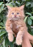 Purebred Maine Coon Kitten - 1-3 Months Old - 3