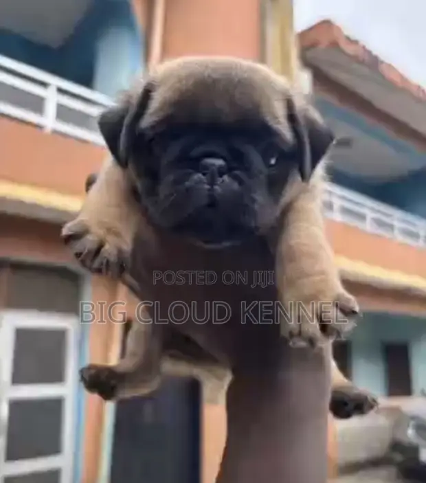 Bakin Pug Mai Kyau - Watan 1-3 - 1