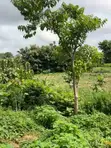 Distress Sale: 2 Prime Residential Plots in Durumi, Abuja - 2