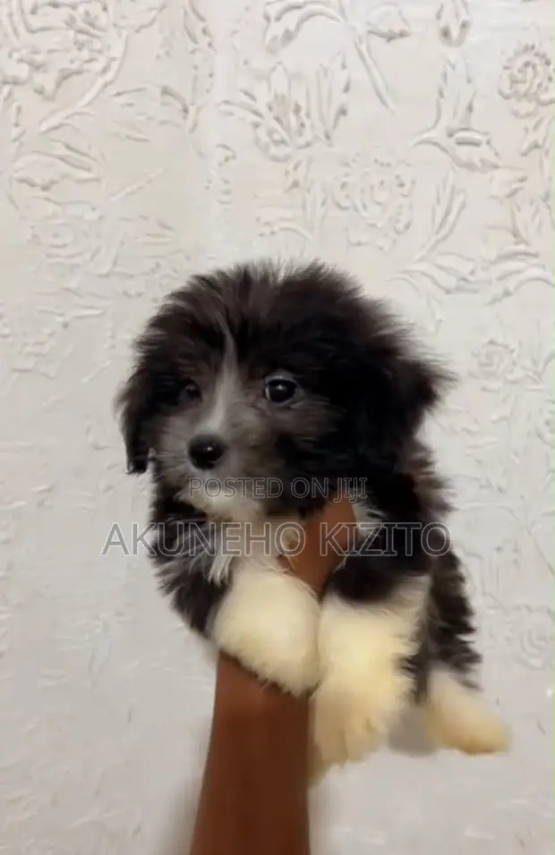 Zakin Jini na Lhasa Apso - Wata 1-3 Namiji - 1