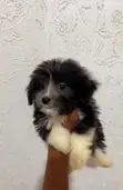 Zakin Jini na Lhasa Apso - Wata 1-3 Namiji - 1