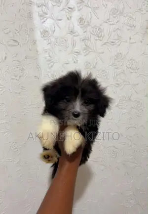 Zakin Jini na Lhasa Apso - Wata 1-3 Namiji