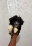 Zakin Jini na Lhasa Apso - Wata 1-3 Namiji - 2