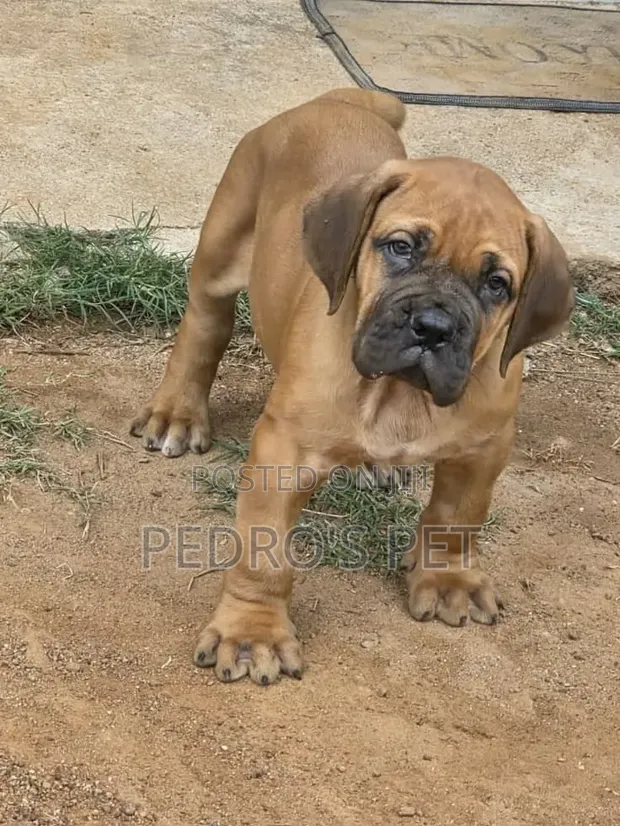Purebred Boerboel Puppy (1-3 Months) - 1