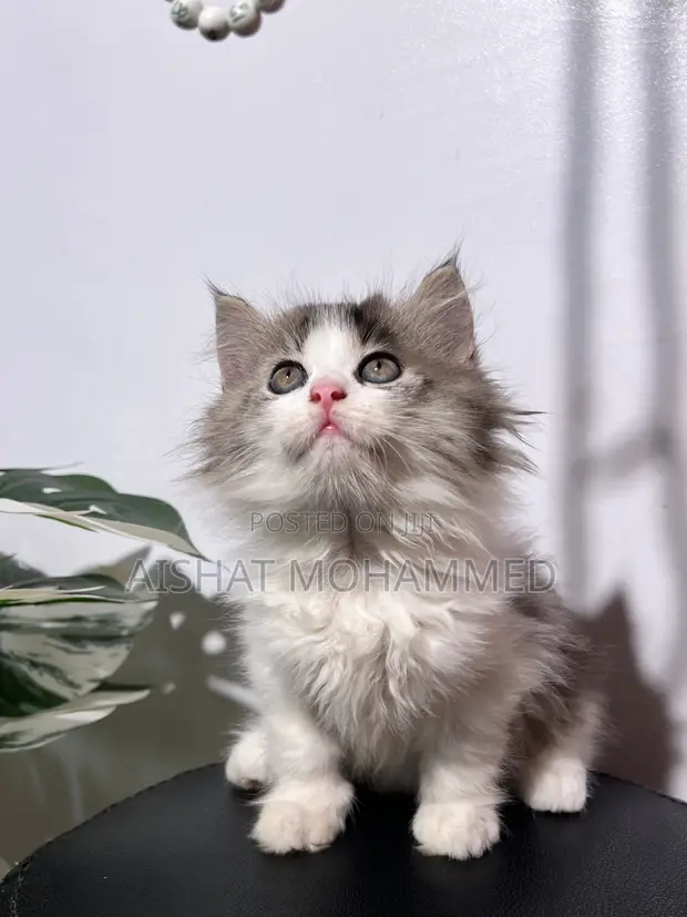 Purebred Persian Kitten - Female, 3-6 Months - 1