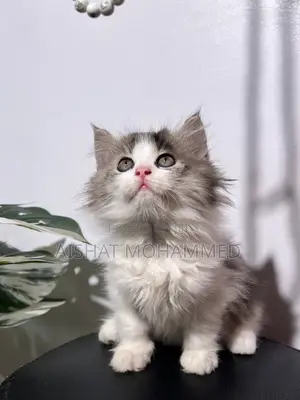 Purebred Persian Kitten - Female, 3-6 Months