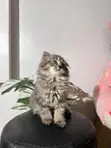 Purebred Persian Kitten - Female, 3-6 Months - 2