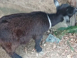 She & He Goats Available