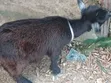 She & He Goats Available - 1