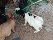 She & He Goats Available - 2