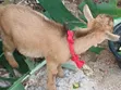 She & He Goats Available - 3