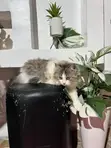 Kare-karen Persian Mai Tsarki - Mace, Watan 3-6 - 1