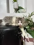 Kare-karen Persian Mai Tsarki - Mace, Watan 3-6 - 2