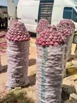 Albasa Mai Girma - Al-Iman Farms - 1