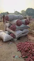 Albasa Mai Girma - Al-Iman Farms - 2