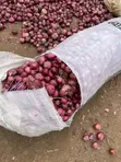 Albasa Mai Girma - Al-Iman Farms - 3
