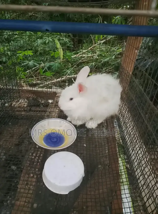 Quality Rabbit Breeds - 1