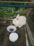 Quality Rabbit Breeds - 1
