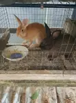 Quality Rabbit Breeds - 2
