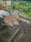 Quality Rabbit Breeds - 3