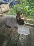Quality Rabbit Breeds - 4
