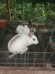 Quality Rabbit Breeds - 5