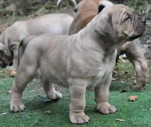 Purebred Boerboel Puppy - 1-3 Months Male