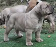 Babban Zuri'ar Boerboel Puppy - Namiji Mai Wata 1-3 - 1